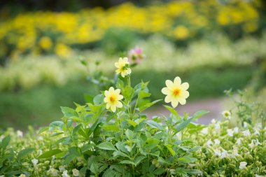 Güzel sarı çiçekleri olan bahar arkaplanı