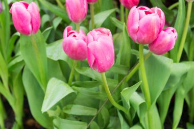 Bahçede pembe laleler