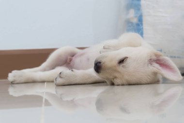 Labrador retriever köpek uyurken