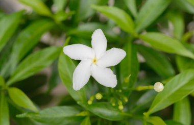 Yasemin çiçekleri yeşil yaprakta.