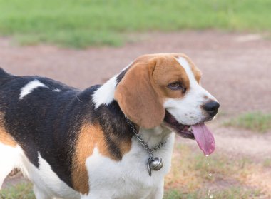 yorgun beagle ve asılı dil