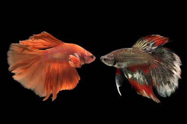 İki Yarım Ay Siyam Dövüşen Balıkları Siyah arka planda izole edildi