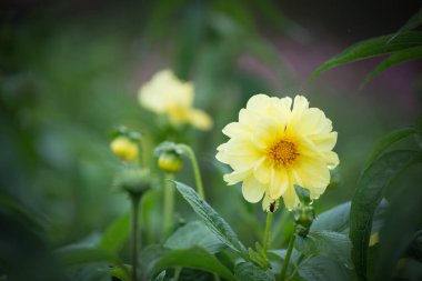 Gerbera jamesonii / Gerbera daisy / Robert Jameson clipart