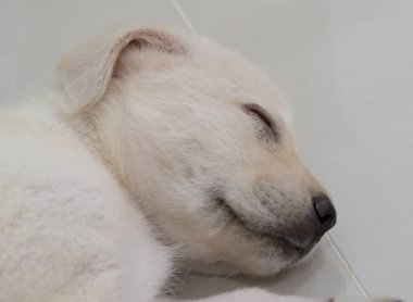 Labrador retriever köpek uyurken