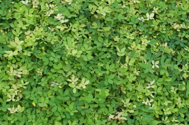 Yeşil Sarmaşık Kaplanmış Duvar