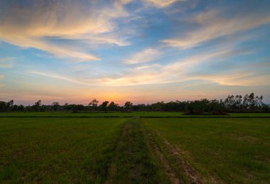 Pirinç tarlaları ve günbatımı