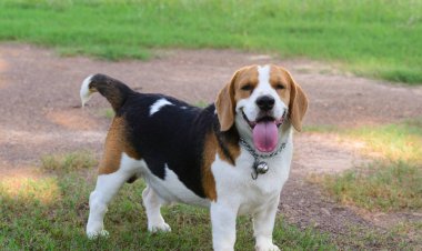 çimenlerde gülümseyen beagle
