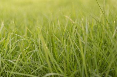 Taze yeşil çimenlerin üzerinde çimento