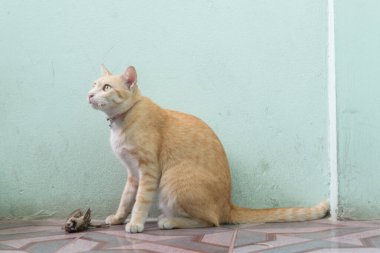 Kedi avlanan ve bir kuş yakalandı
