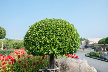 Parkın güzel manzarası