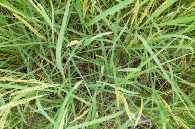 Tayland 'daki pirinç tarlası