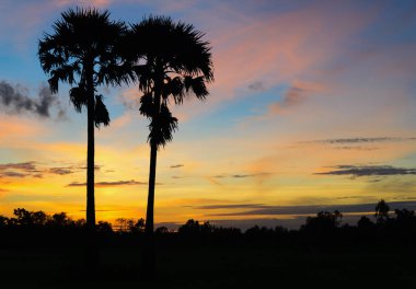Siluet şeker palmiye ağacı gün batımı ile.
