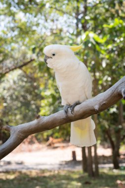 Papağan - Kükürt tepeli kakadu - Cacatua galerita duruyorum beyaz.