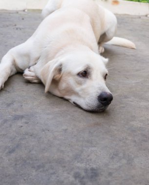 Köpek yerde yatıyor, kameraya bakıyor.