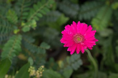 Gerbera jamesonii / Gerbera daisy / Robert Jameson clipart