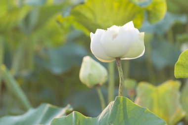 Gölette beyaz nilüfer çiçeği