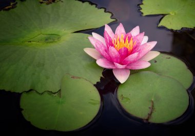 Nilüfer veya bir lotus çiçeği doğa su üzerinde görüntü