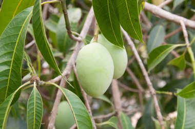 Mango bir mango ağacının üzerinde kapatın