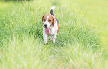 Çayırdaki av köpeği, av köpeği