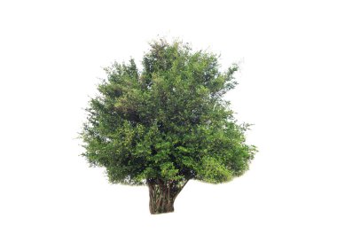 Beyaz arkaplanda izole edilmiş ağaçlar