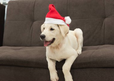 Santa Claus şapka içinde Labrador geri almak