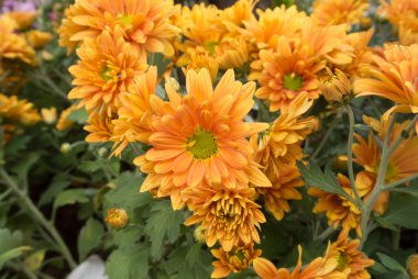 Taze renkli laleler, çiçekler