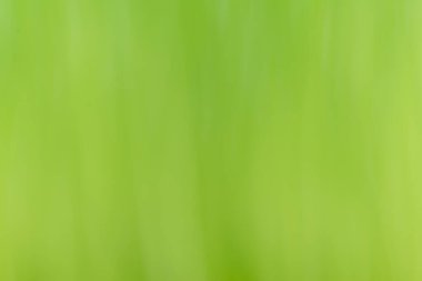 yeşil arkaplan, yeşil arkaplan