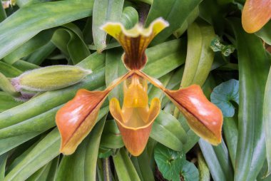 Close up of lady's slipper orchid (Paphiopedilum) clipart