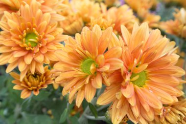 Bahçedeki güzel çiçekler