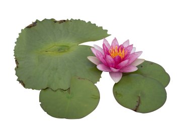 Beyaz arkaplanda lotus izole