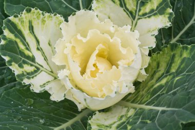 Bahçede beyaz ve yeşil lahana çiçeği