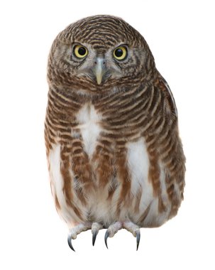 Great Horned Owl, Bubo Virginianus Subarcticus, in front of white background clipart