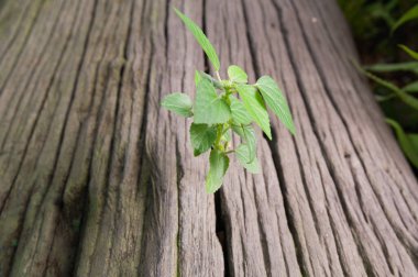 Seedlings on old tree clipart