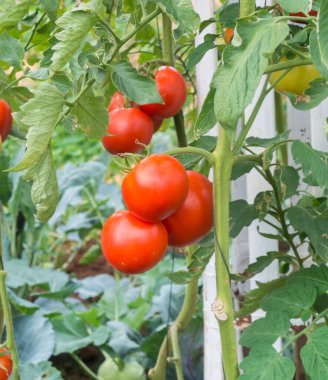 Çalılıklarda lezzetli kırmızı kiraz domatesleri.