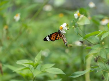 closeup kelebek çiçek (ortak kaplan kelebek)