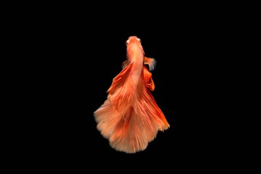 Siyam dövüşçü balığı, balığın sağ gözüne odaklan, siyah arka planda kapalı, DUAL ISO tekniği. (Kırmızı betta balığı)