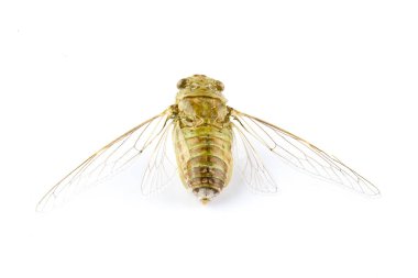Beyaz arkaplanda izole edilmiş ağustos böceği.