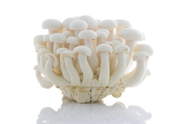 izole beyaz arka plan üzerinde beyaz shimeji mantar