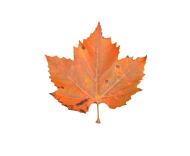Sonbahar akçaağaç yaprağı beyaz arkaplanda izole edildi
