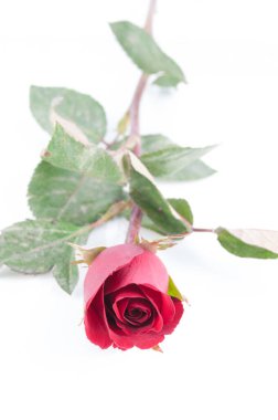 Beyaz arkaplanda kırmızı gül