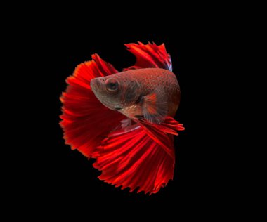 Kırmızı betta balığı, siyam balığı siyah arka planda savaşıyor.