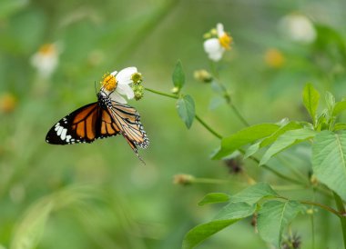 Closeup butterfly on flower (Common tiger butterfly) clipart