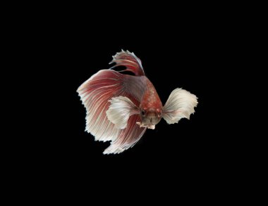 Beta balığı, siyam balığı, betta splendens (Dolunay betta) siyah arka planda izole edilmiş