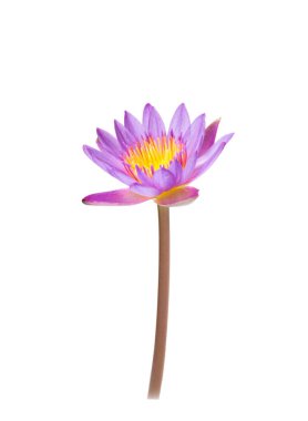 Beyaz arka plan üzerinde üzerinde pembe Lotus çiçek çiçek açan izole.