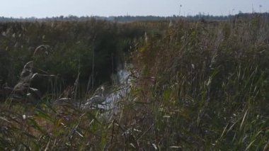 Gölün kıyısındaki sazlıklarda kuğu