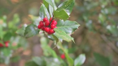 Sonbaharda dalında kırmızı böğürtlenli Holly