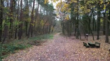 Sonbaharda karışık bir orman. Yerde bir sürü yaprak var..