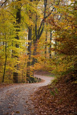 Bir Sonbahar Ormanı 'nda Asılı Yapraklarla Dönen Yol