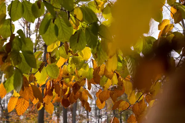 Autumn Leaves 'in Orman Arkaplanlı Yakın Çekimi