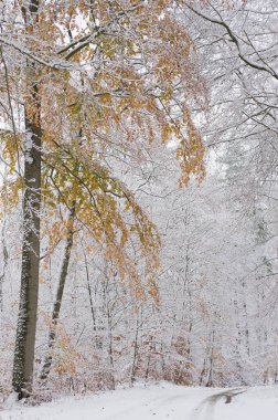 Karla kaplı Sonbahar Ormanı Yol ve Renkli Yapraklarla